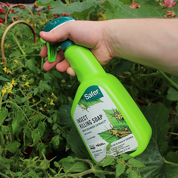 where to buy safer insecticidal soap SAFER® BRAND INSECT KILLING SOAP WITH SEAWEED EXTRACT RTU - Bedford, VA