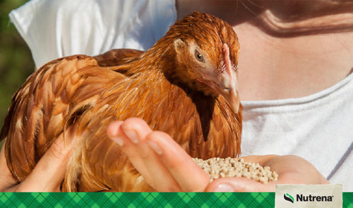 Advanced Chick Nutrition: The Secret to Great Laying Hens