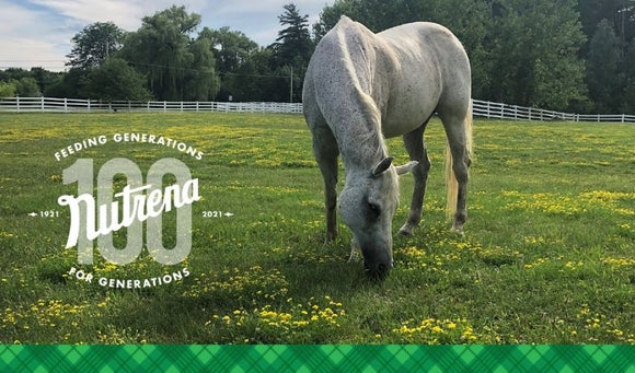 From Sport to Senior: Your Horse’s Changing Nutritional Needs