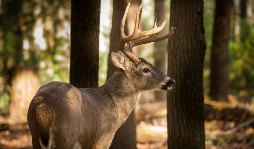 Whitetail Deer Mineral Supplementation